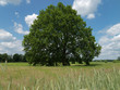 Baum, Eiche, Wiese