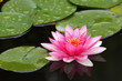 fleur de nénuphar