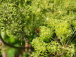 Engelwurz - Angelica archangelica