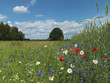 Foto: Baum, Eiche, Wiese, Kornfeld, Blumen Baum, Eiche, Wiese, Kornfeld, Blumen
