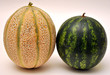 Melone e cocomero - ogm