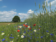 Baum, Eiche, Wiese, Kornfeld, Blumen