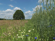 Baum, Eiche, Wiese, Kornfeld