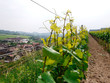 Blick auf die WG Oberbergen