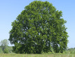 Baum, Eiche