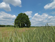 Baum, Eiche, Wiese