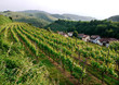 Foto: Oberbergen im Kaiserstuhl, Weinberge Oberbergen im Kaiserstuhl, Weinberge