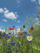 Foto: Blumen, Blumenwiese Blumen, Blumenwiese