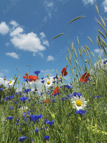Foto: Blumen, Blumenwiese Blumen, Blumenwiese
