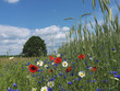 Foto: Blumenwiese, Baum, Kornfeld Blumenwiese, Baum, Kornfeld
