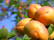 apricot branch