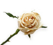 old dried white rose