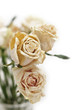 old dried white roses