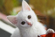 White, six weeks old kitten playing