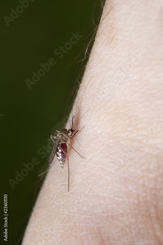 Photo: Mosquito Mosquito