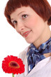 gerbera
