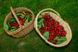 paniers de Cerise