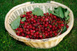panier de cerise