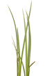 calamus
