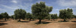 ulivi panoramica