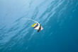 One tropical Bannerfish, blue background.