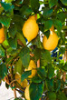 limoni