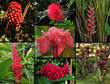 composition florale exotique