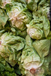 insalata