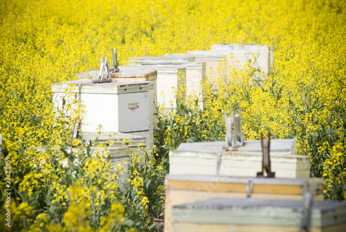 Photo: Canola crops grow beneath a hot sun, with bee hives to help Canola crops grow beneath a hot sun, with bee hives to help