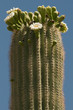 Blooming Tall Saguaro