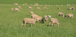 moutons