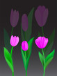 tulips