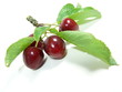 cerise