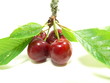 cerise 5