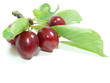 cerise 4
