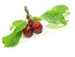 cerise 3