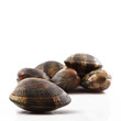 vongole veraci in fondo bianco