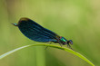 Beautiful Demoiselle damselfly