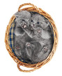 Two british kittens in a basket