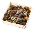 vongole veraci