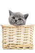 british kitten in a basket