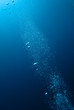 Underwater view of air bubbles heading towards the surface.