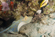 Bluespotted stingray swimming close to a tropical coral reef.
