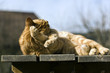 Toilette du chat