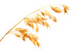 Oats