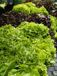 salade