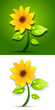 Sunflower Sunflower