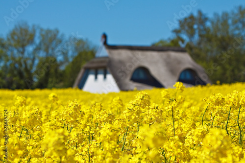 Photo: Haus am Rande eines Rapsfeldes Haus am Rande eines Rapsfeldes