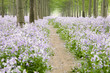 Dirt road through flower field Dirt road through flower field