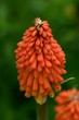 Steppenkerzen (Eremurus) Blüte Steppenkerzen (Eremurus) Blüte